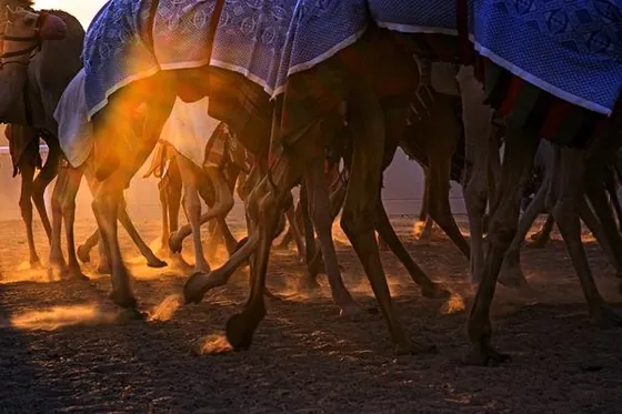 Camels walking through dust against a low sun