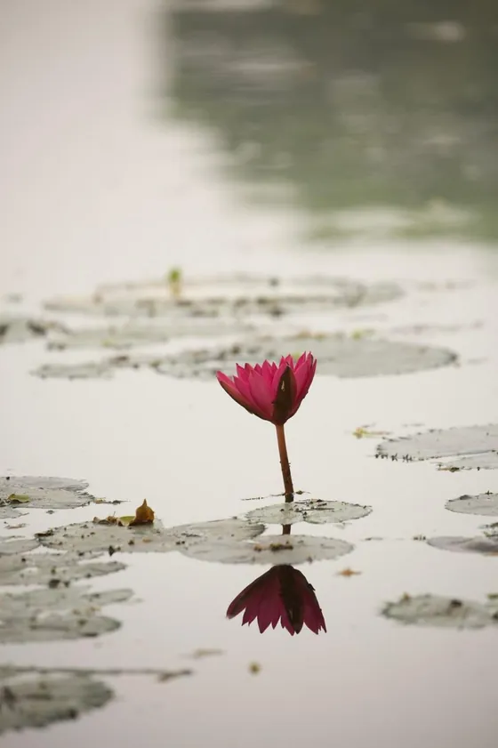 A single pink water lily rising among lily pads, mirrored below
