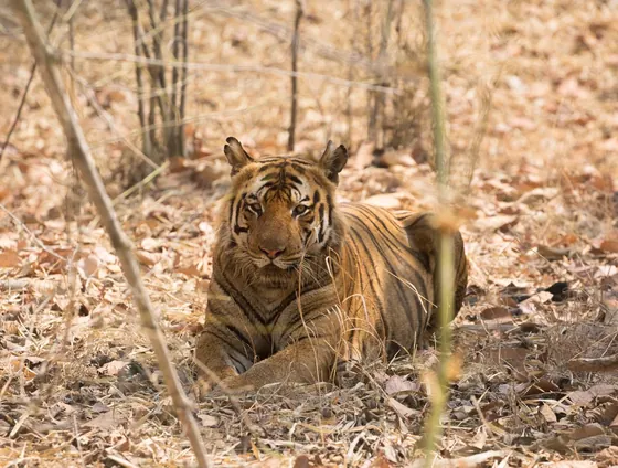 A tiger lying in dry leaves, looking at the camera