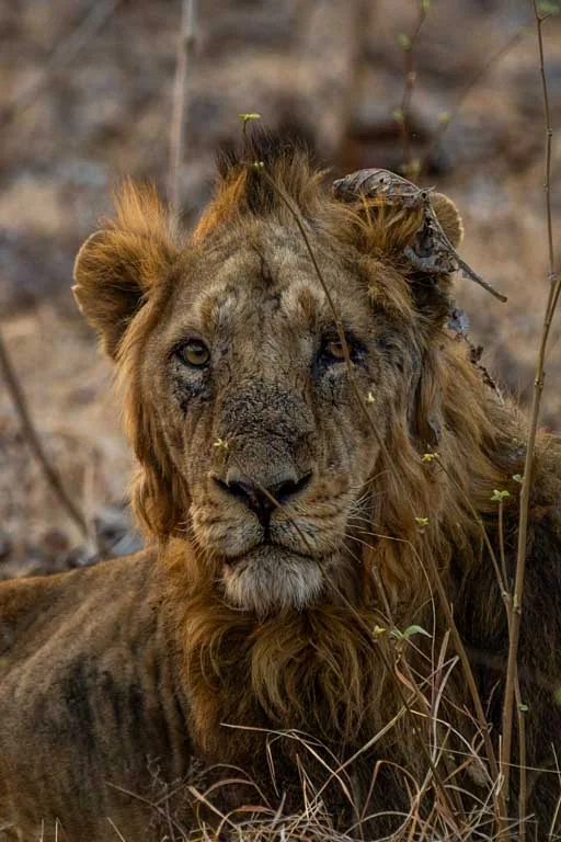 Colour photograph of a lion resting in dry grass, looking straight at the camera